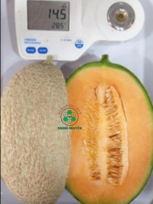 Hạt giống dưa lưới AB Sweet Gold chuẩn xuất khẩu