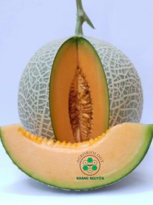 Hạt giống dưa lưới Kanabi KN chuẩn công nghệ cao