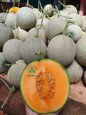 Hạt giống dưa lưới Haruka KN phân khúc quà tặng
