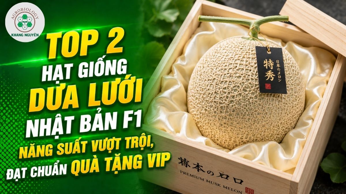 Trồng hạt giống dưa lưới Nhật Bản F1 mang lại trái chuẩn quà tặng VIP