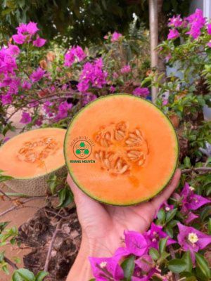 Hạt giống dưa lưới Ruby KN ruột đỏ hồng