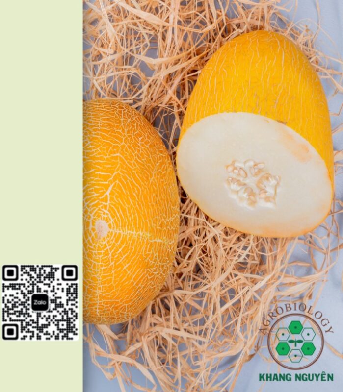 Hạt giống dưa lưới vỏ vàng Hami Tân Cương