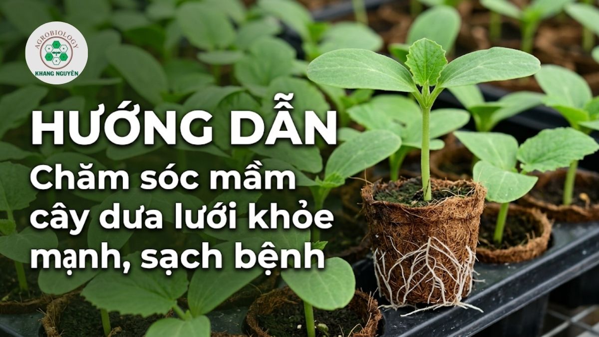 Kỹ thuật ươm và chăm sóc mầm cây dưa lưới chuẩn chuyên gia