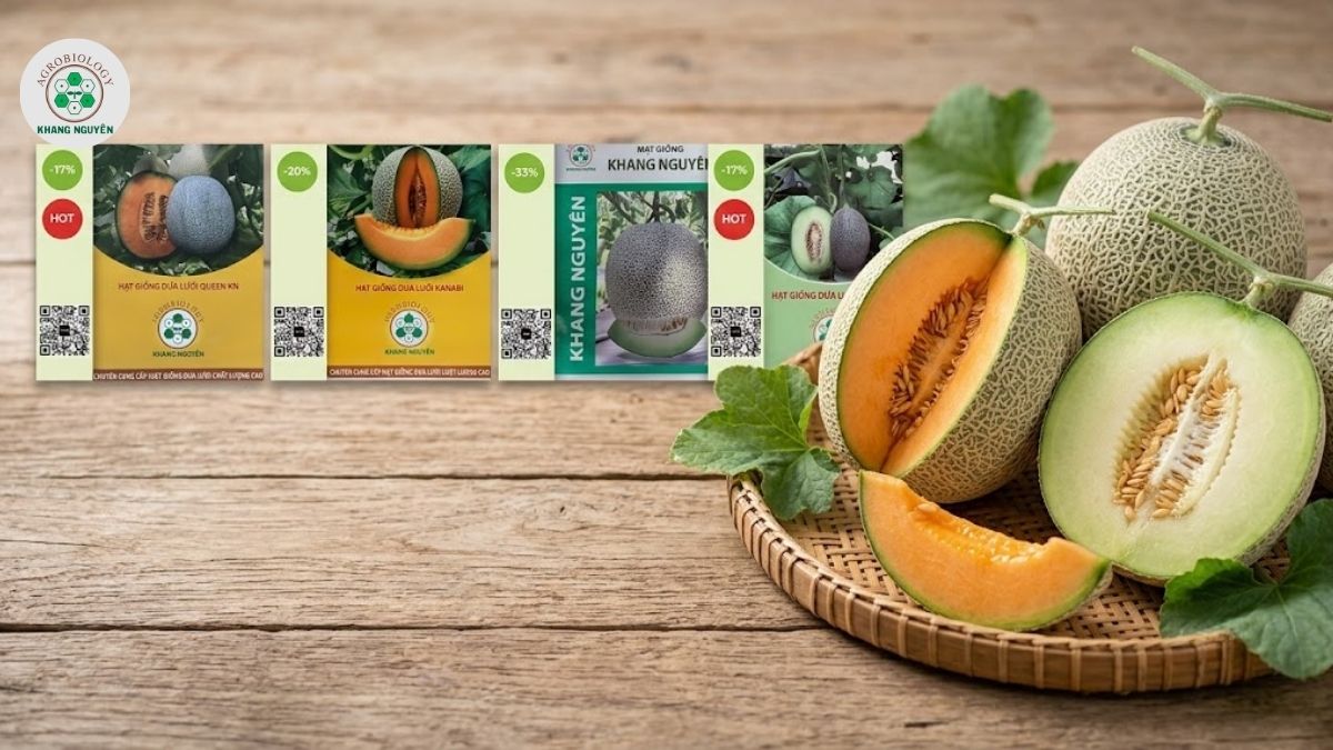 Khang Nguyên cung cấp đa dạng các dòng hạt giống dưa lưới F1 đáp ứng mọi nhu cầu thị trường
