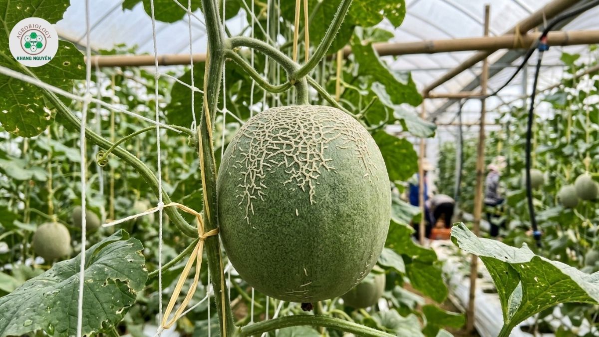 Cung cấp phân bón cho dưa lưới giai đoạn phình trái và tạo lưới