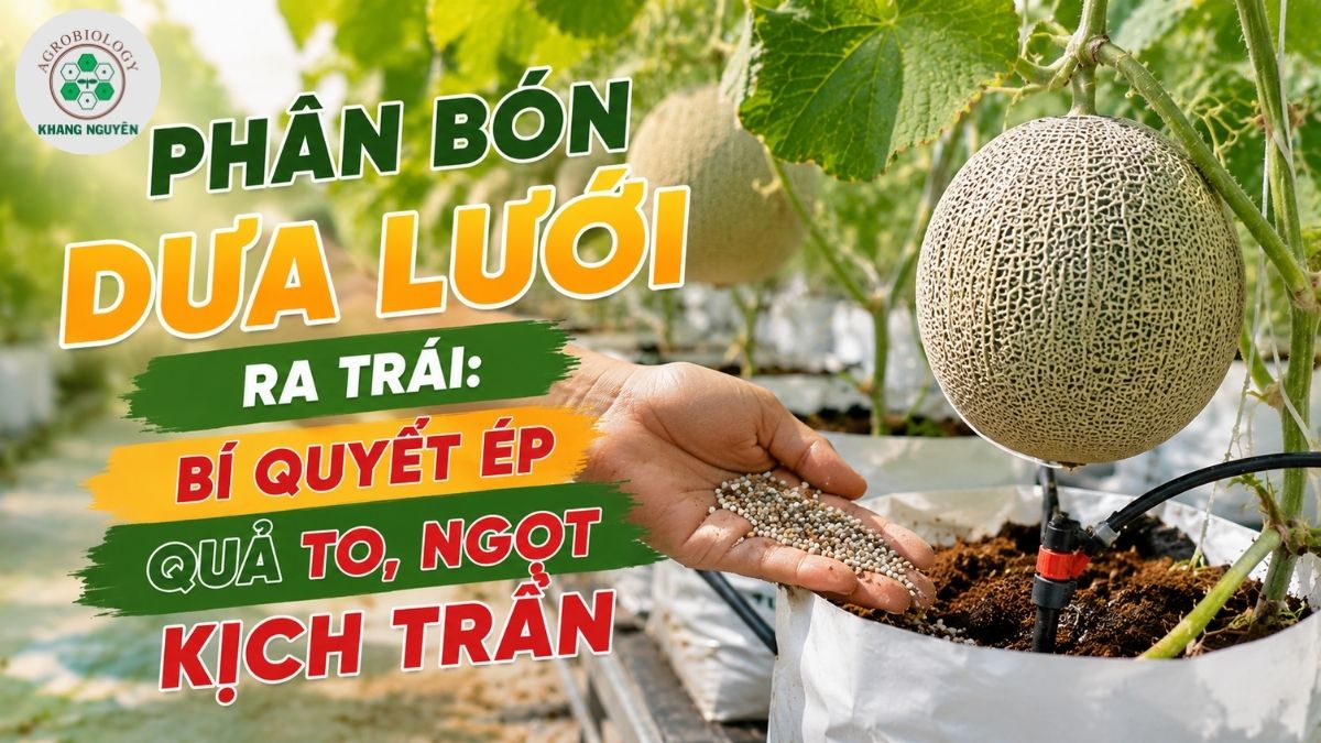 Lựa chọn phân bón dưa lưới ra trái giúp quả to và ngọt