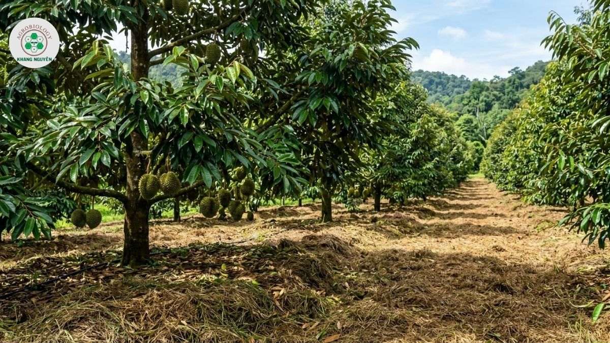 Vườn sầu riêng khỏe mạnh không bị cháy lá