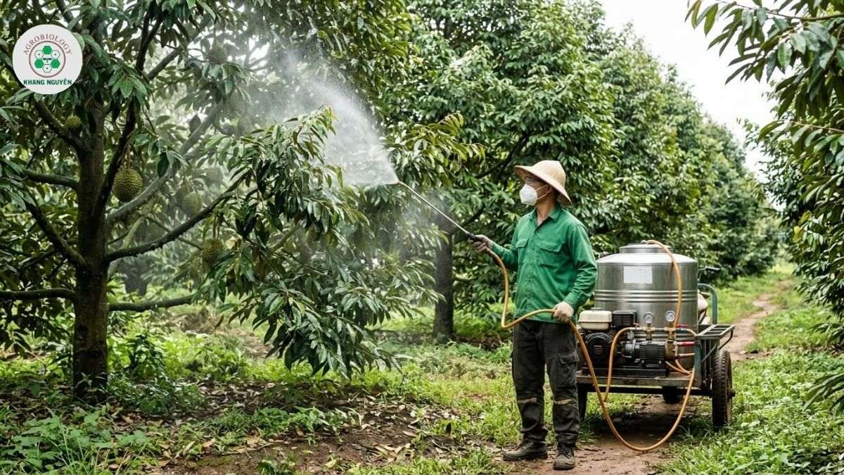 Phun chế phẩm Nano Ag-Cu điều trị sầu riêng bị đốm lá