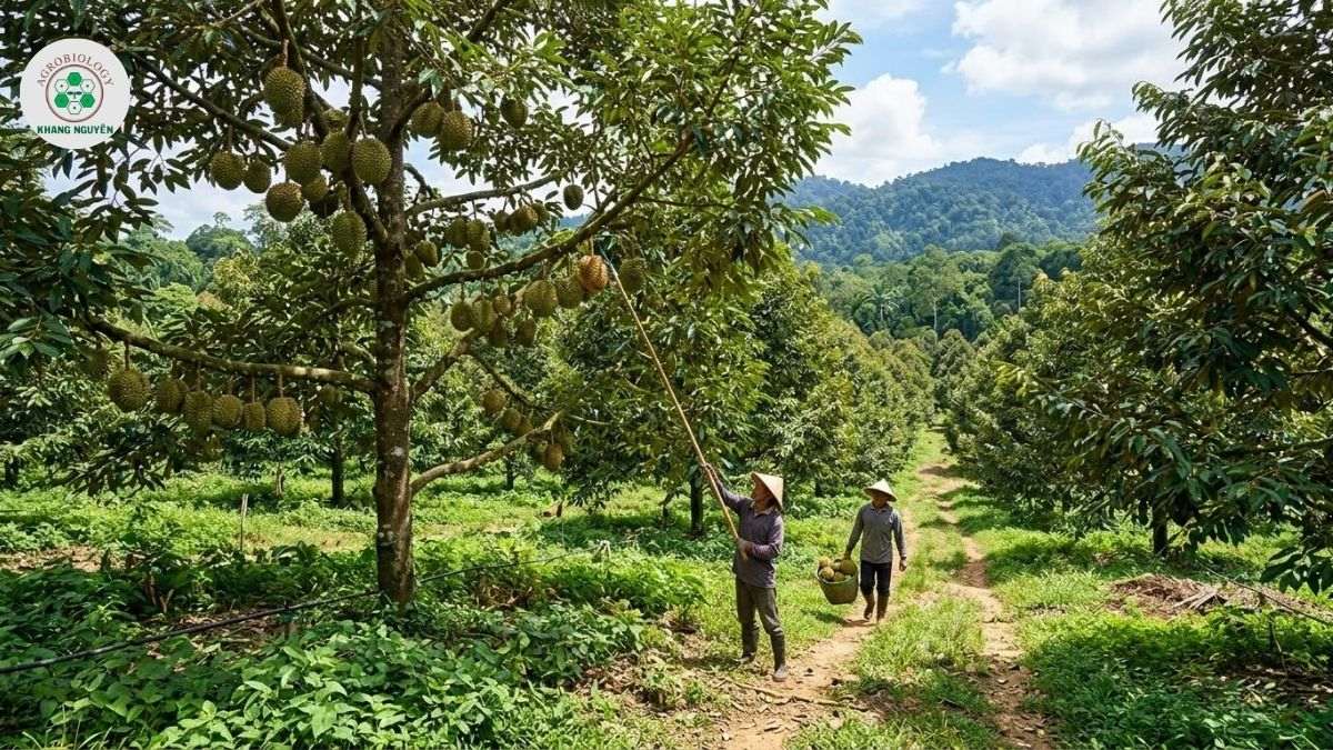 Nông Sinh Khang Nguyên cung cấp Nano Ag-Cu trị đốm lá sầu riêng