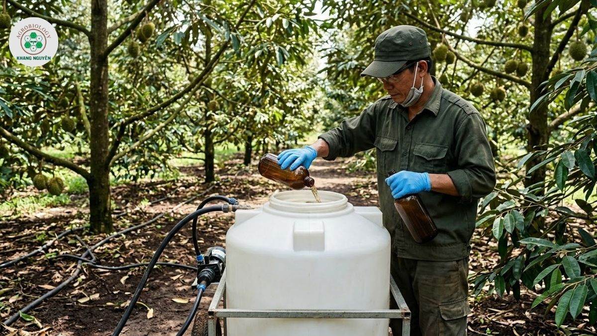 Phác đồ sinh học điều trị sầu riêng bị vàng lá từ Khang Nguyên