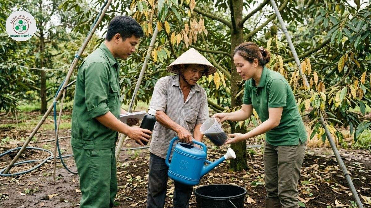 Chuyên gia Khang Nguyên tư vấn phác đồ trị sầu riêng bị vàng lá