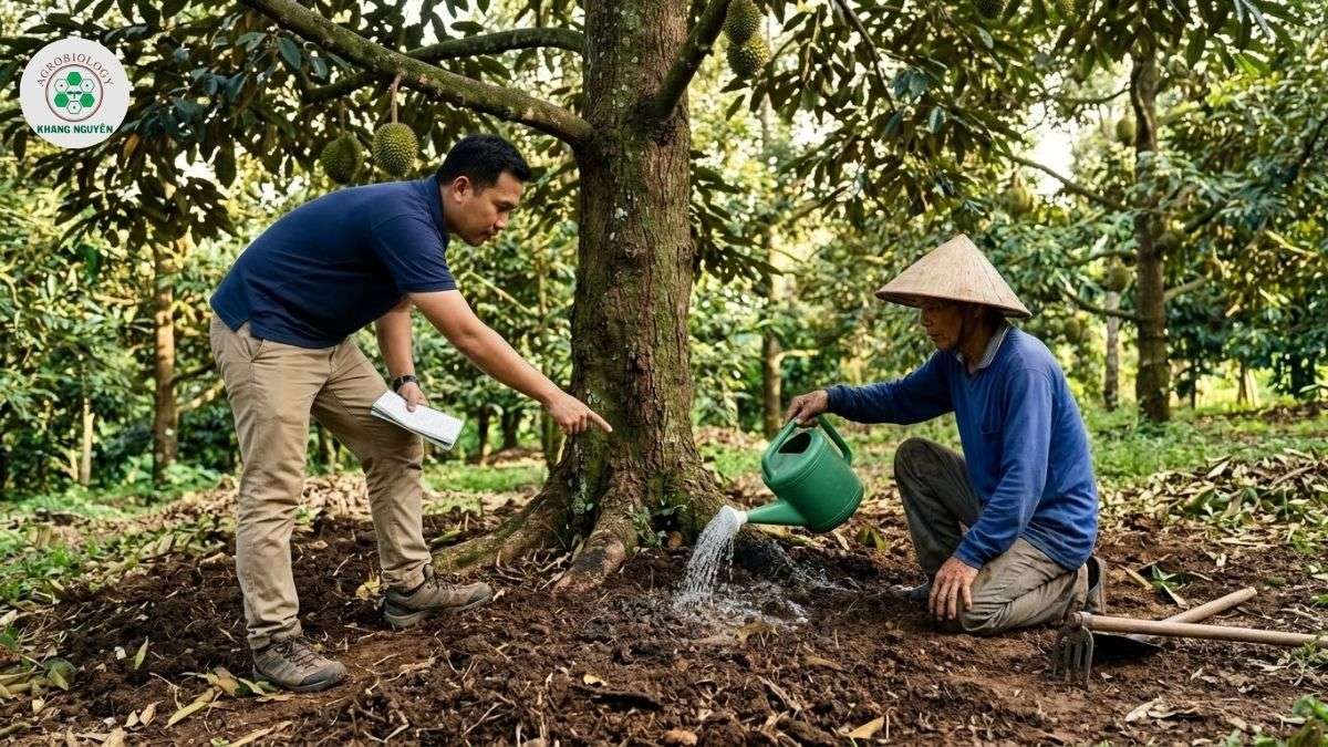 Tưới dung dịch Bio Eco trị bệnh sầu riêng bị vàng lá thối rễ
