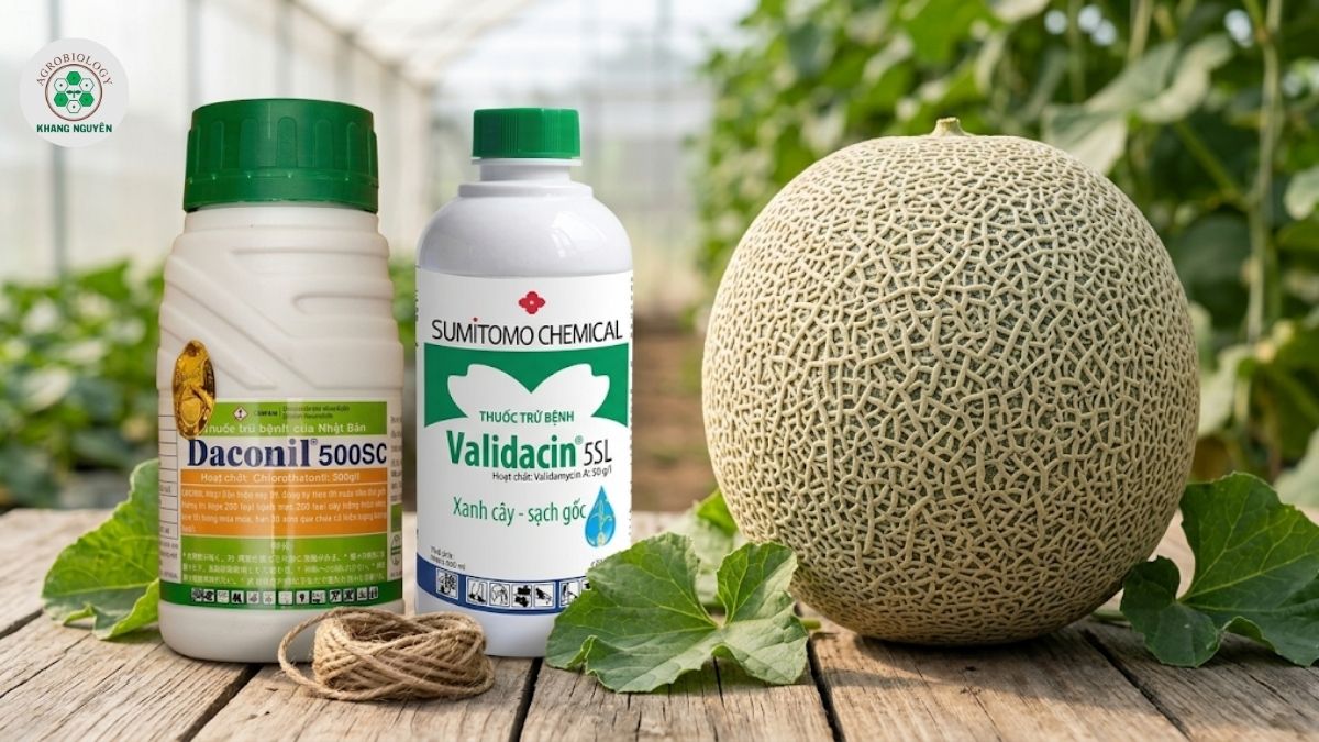 Bộ đôi thuốc trị nấm dưa lưới Daconil và Validacin từ Khang Nguyên