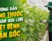 Hướng dẫn dùng thuốc trị nấm dưa lưới tận gốc