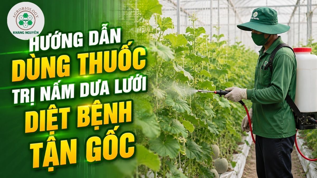 Hướng dẫn dùng thuốc trị nấm dưa lưới tận gốc