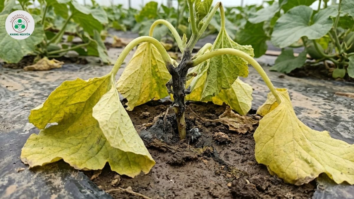 Cây dưa lưới bị héo rũ do bệnh thối rễ nấm Pythium