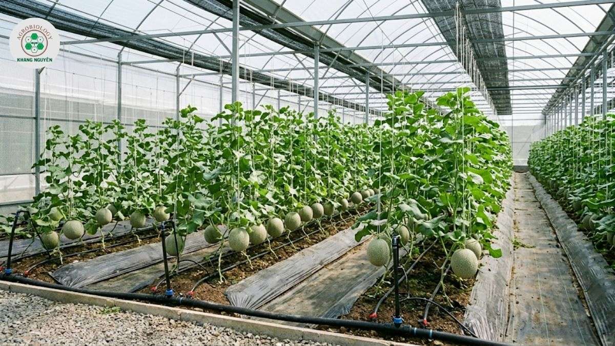 Phác đồ 2 bước dùng thuốc trị thối rễ dưa lưới từ Khang Nguyên