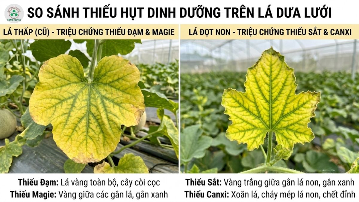 Phân biệt triệu chứng vàng lá dưa lưới do thiếu dinh dưỡng