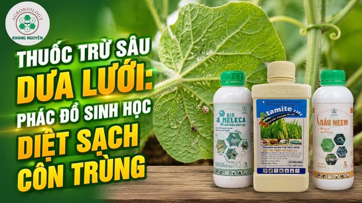 Lựa chọn thuốc trừ sâu dưa lưới sinh học an toàn chuẩn xuất khẩu