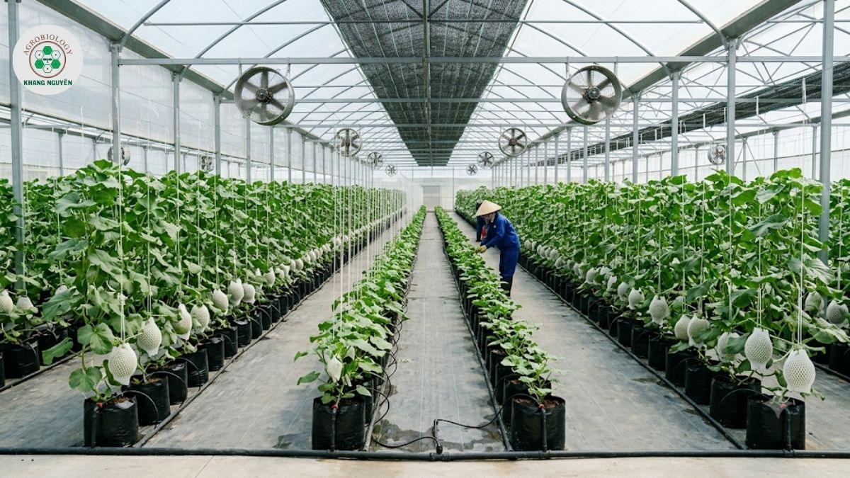 Tiêu chuẩn thiết kế hạ tầng trang trại dưa lưới công nghệ cao