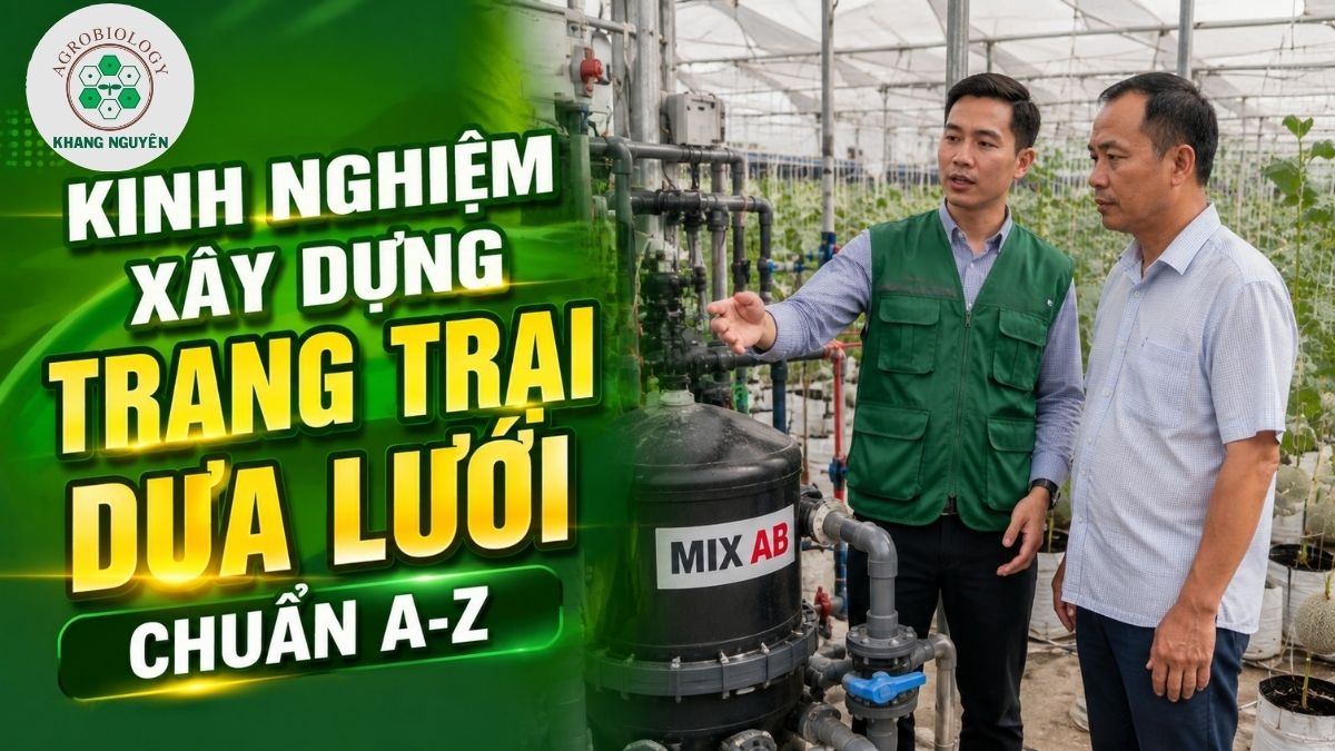 Kinh nghiệm xây dựng và vận hành trang trại dưa lưới công nghệ cao lợi nhuận khủng