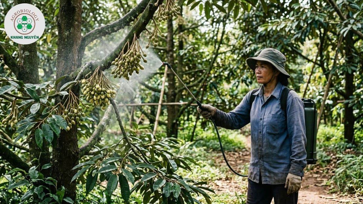 Phun Canxi Bo dưỡng nụ sầu riêng giai đoạn ra hoa