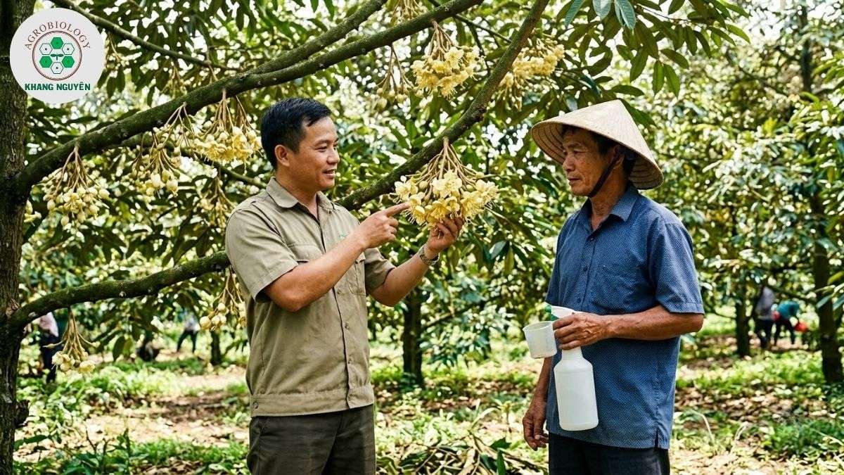 Chuyên gia Khang Nguyên hướng dẫn bón phân sầu riêng giai đoạn ra hoa