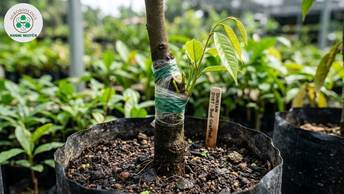 Cây sầu riêng ươm từ hạt được dùng làm gốc ghép