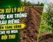Hướng dẫn cách xử lý đất trước khi trồng sầu riêng chuẩn kỹ thuật