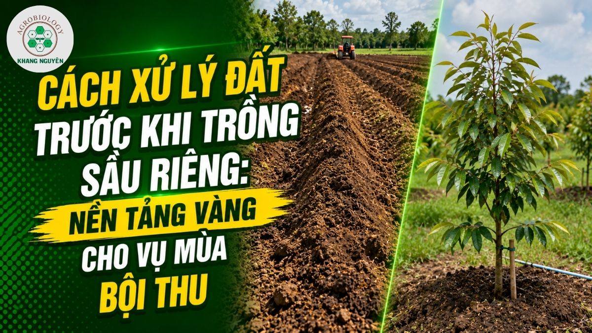 Hướng dẫn cách xử lý đất trước khi trồng sầu riêng chuẩn kỹ thuật