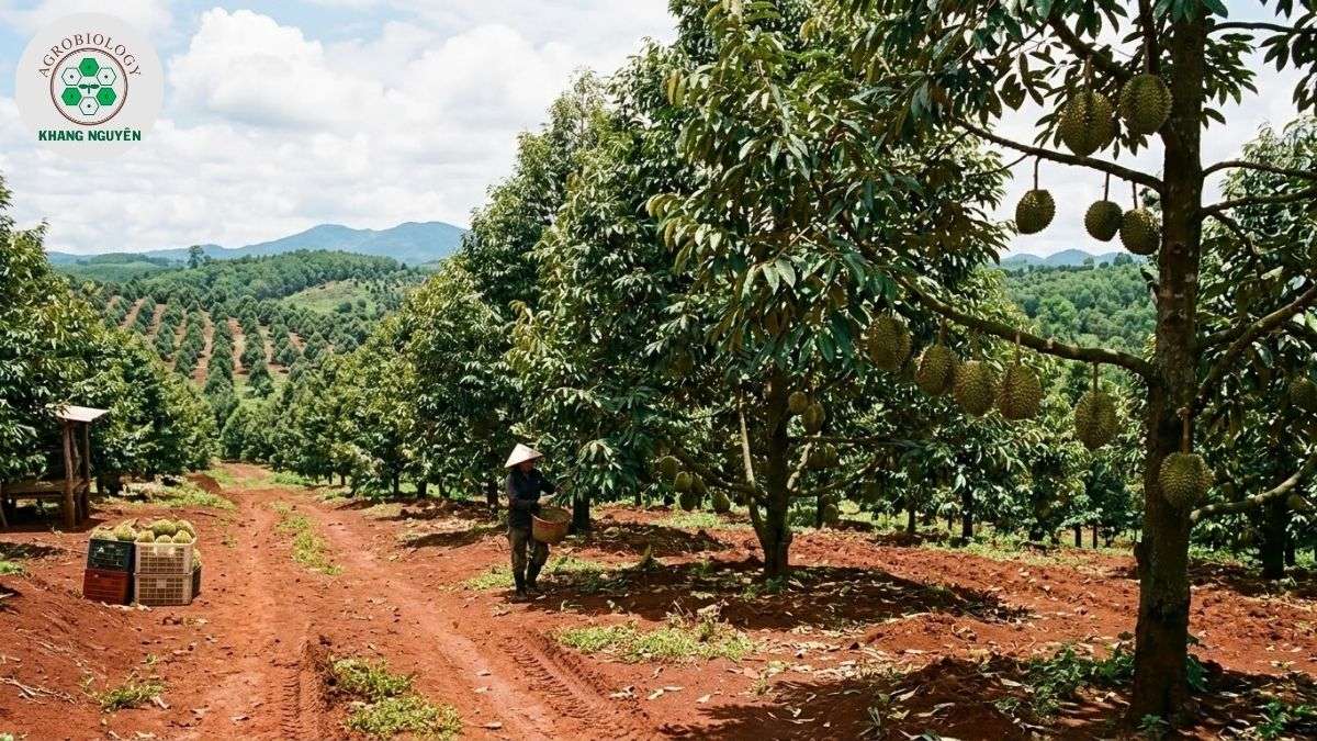 Trồng sầu riêng trên đất đỏ bazan mang lại hiệu quả cao