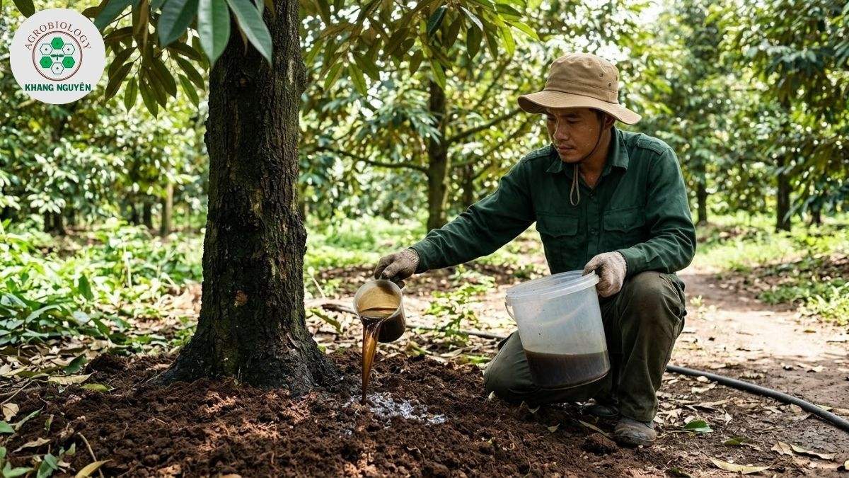 Chăm sóc cây sầu riêng mới trồng với Dịch mùn 201 của Khang Nguyên