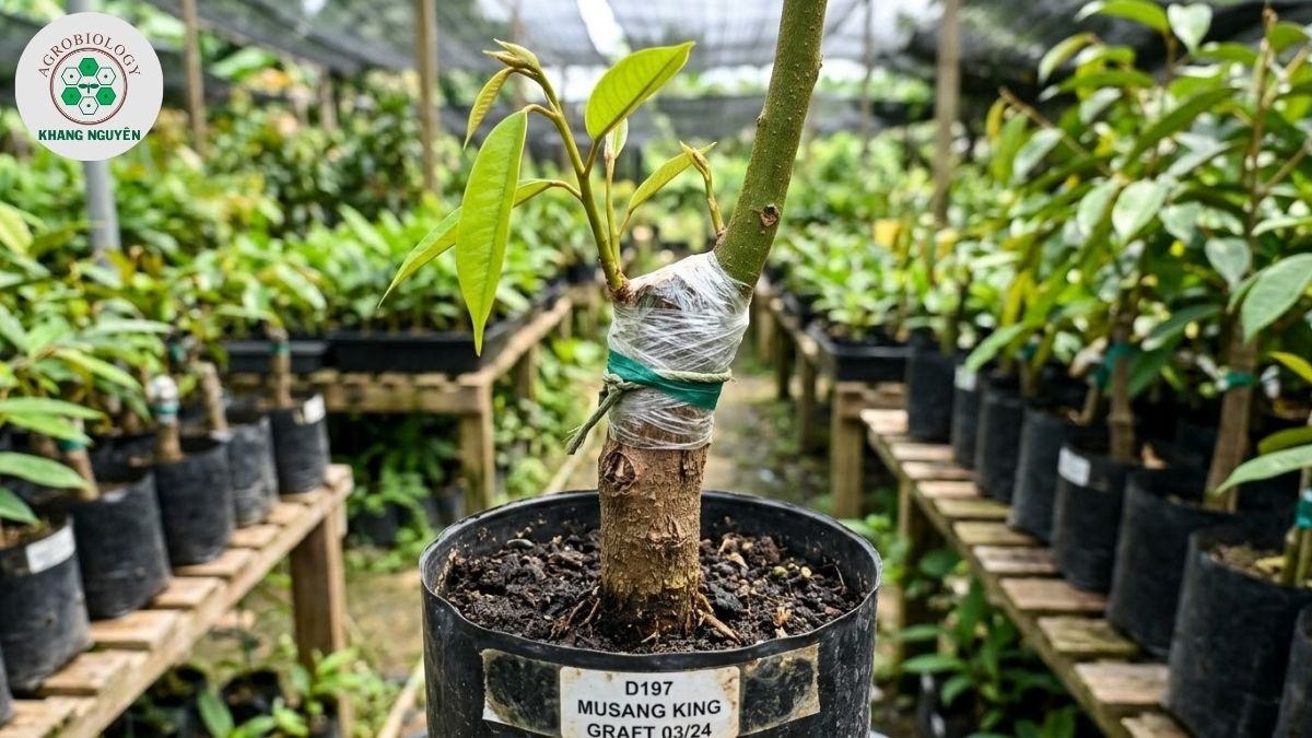 Ứng dụng cây sầu riêng ươm từ hạt làm gốc ghép