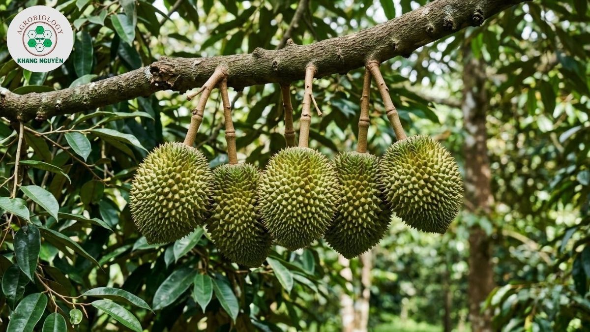 Bón phân sầu riêng giai đoạn đậu trái non và nuôi trái
