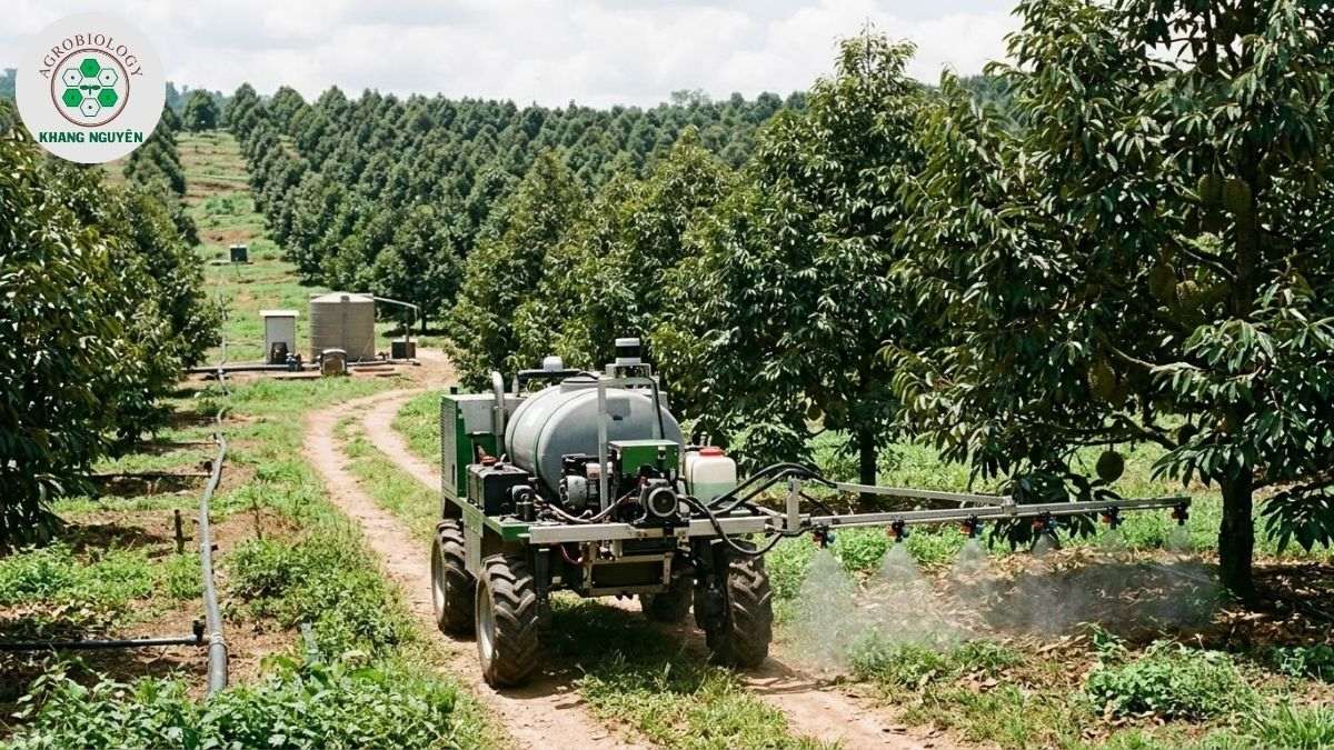 Hệ sinh thái dinh dưỡng bón phân sầu riêng từ Khang Nguyên