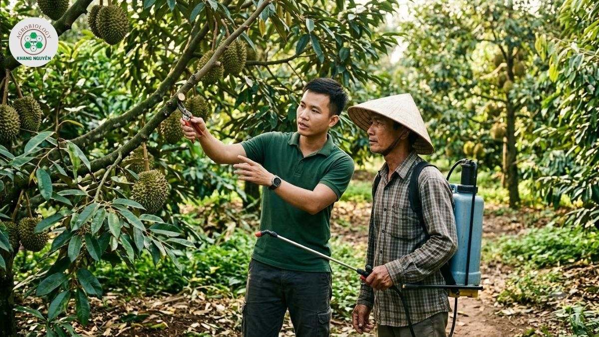 Chuyên gia Khang Nguyên đồng hành trị nấm hồng sầu riêng