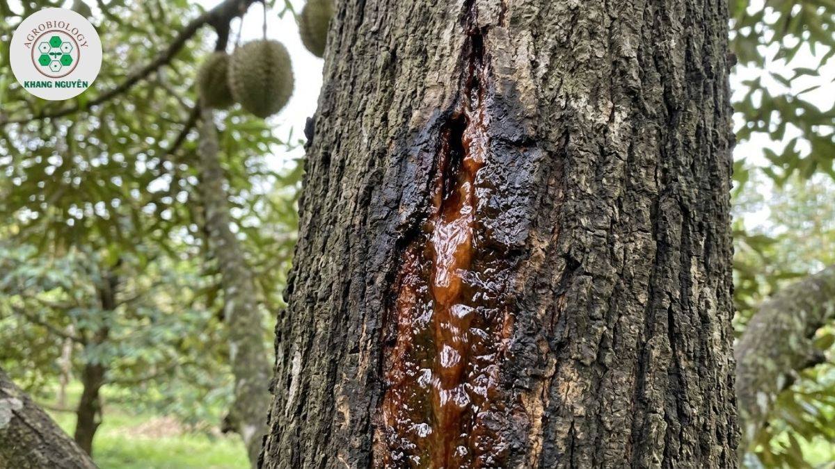 Biểu hiện của nấm Phytophthora trên sầu riêng gây xì mủ thân
