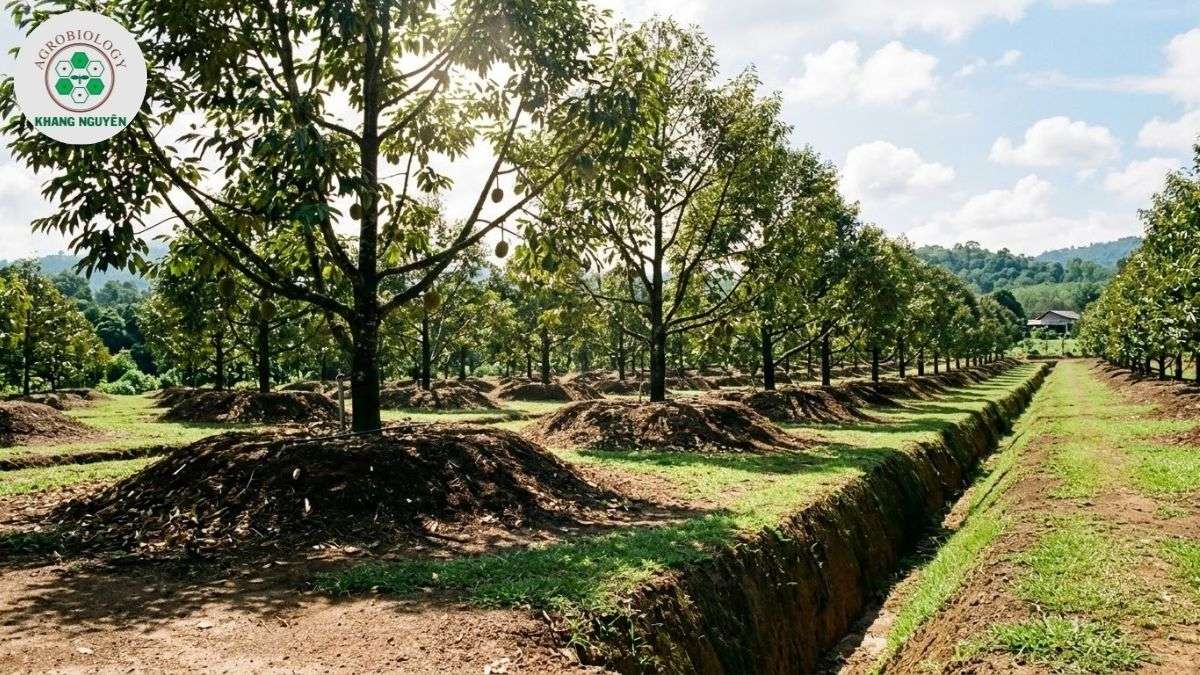 Biện pháp canh tác phòng ngừa nấm Phytophthora trên sầu riêng