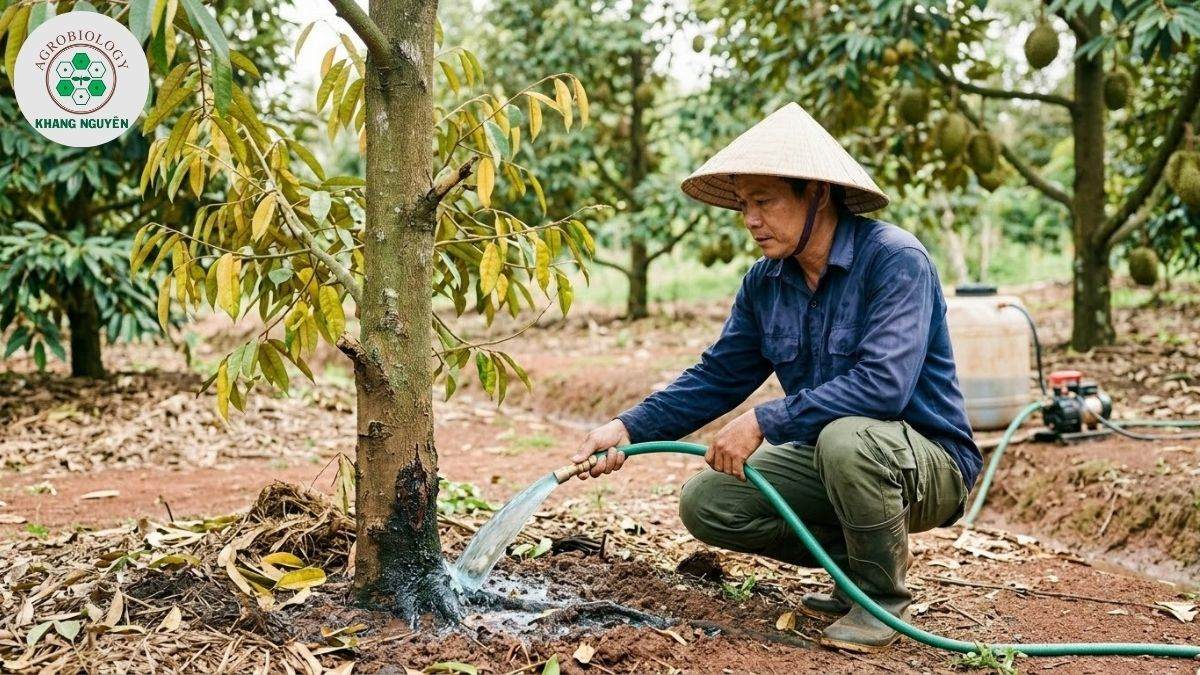 Tưới dung dịch Nano Bạc Đồng đặc trị nấm Rhizoctonia solani