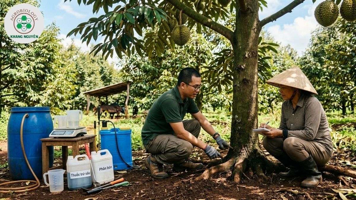 Chuyên gia Khang Nguyên đồng hành xử lý nấm Rhizoctonia solani