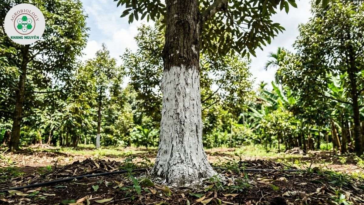 Quét vôi gốc cây sầu riêng phòng ngừa bệnh nứt thân xì mủ