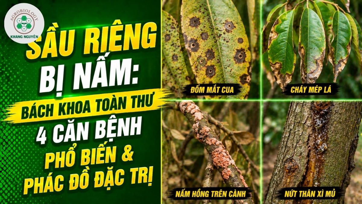 Hướng dẫn nhận diện và đặc trị các loại bệnh khi sầu riêng bị nấm