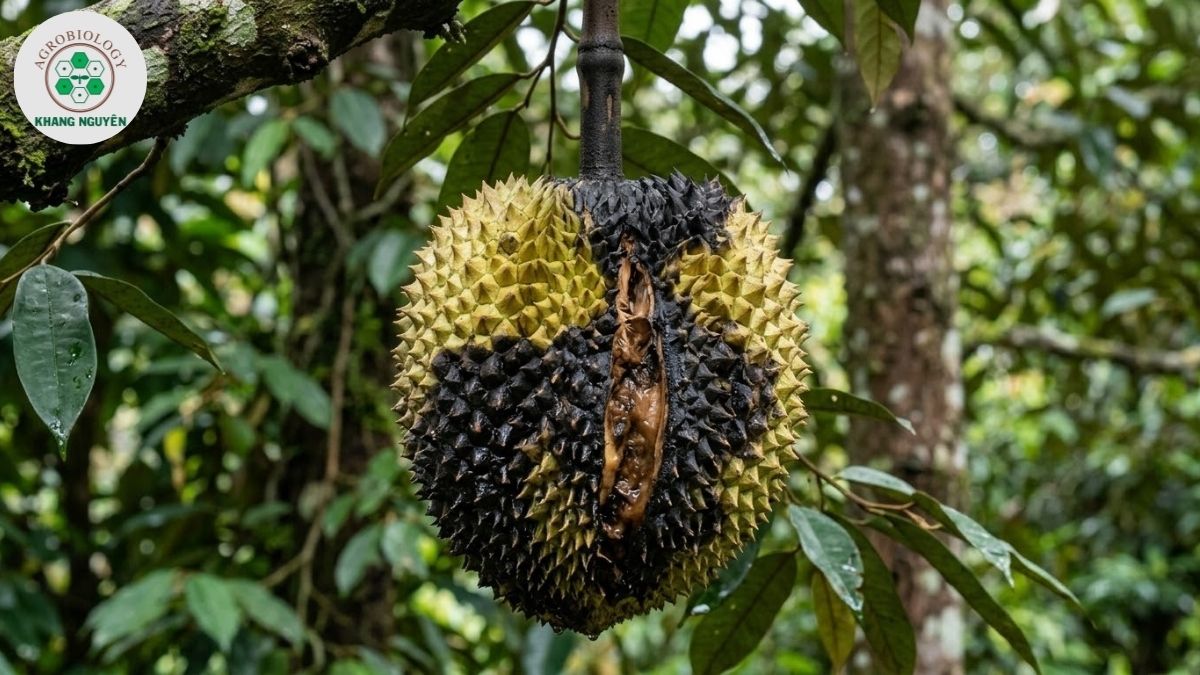 Biểu hiện sầu riêng bị thối trái do nấm Phytophthora