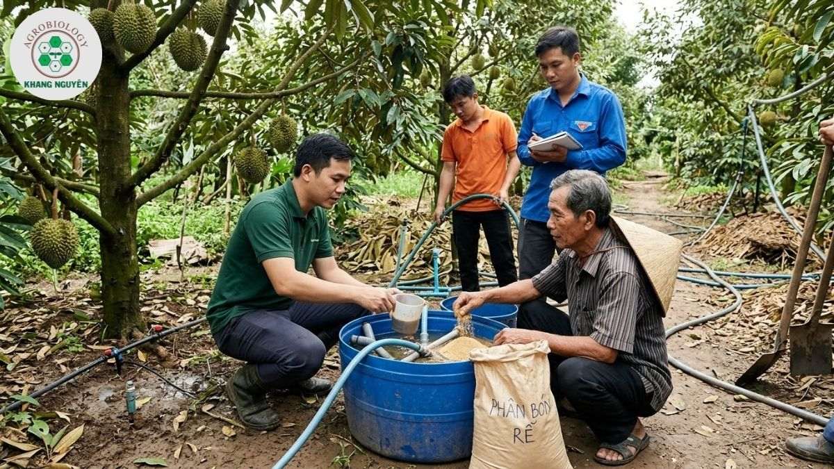 Chuyên gia Khang Nguyên đồng hành xử lý sầu riêng bị thối