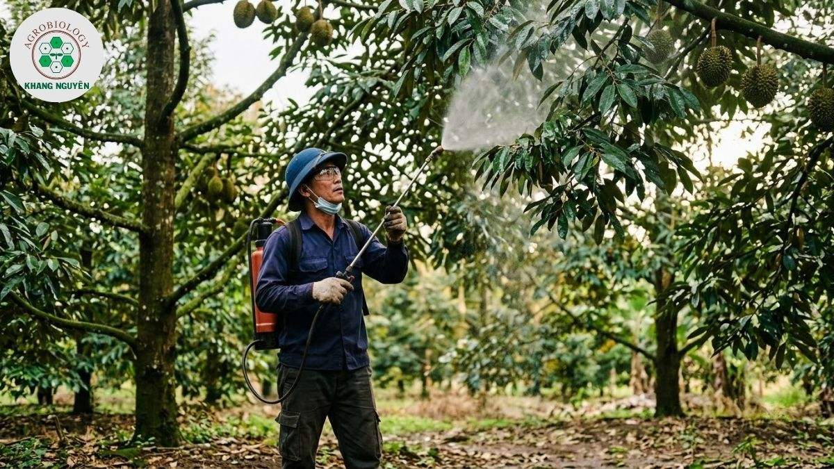 Phun dung dịch sinh học trị rầy xanh gây xoăn lá sầu riêng