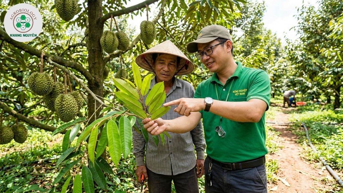 Chuyên gia Khang Nguyên hướng dẫn xử lý sầu riêng bị xoăn lá