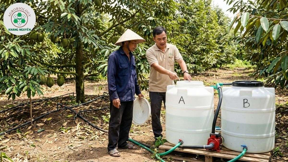 Bộ sản phẩm dinh dưỡng cho sầu riêng từ Nông Sinh Khang Nguyên