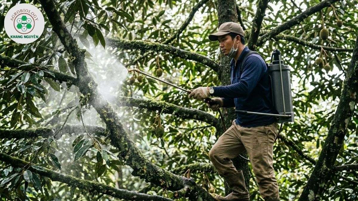Phun dung dịch Nano Bạc Đồng trị tảo đỏ trên sầu riêng