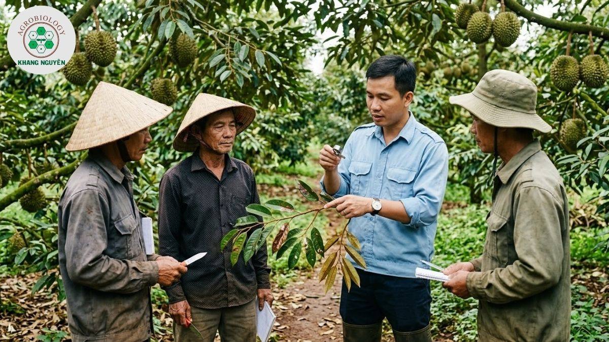 Chuyên gia Khang Nguyên đồng hành xử lý tảo đỏ trên cây sầu riêng