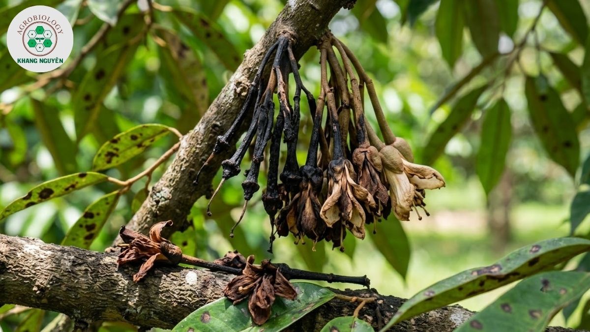 Biểu hiện khô bông do bệnh thán thư sầu riêng